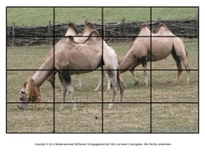 Puzzle-Kamel-4.pdf